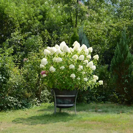 Finken 3* אופנאו